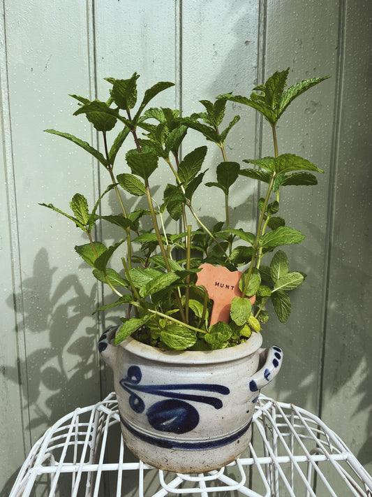 Terracotta plantenlabels