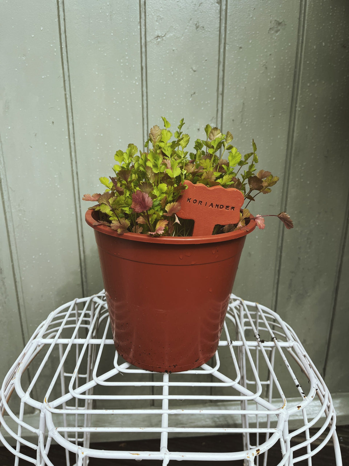 Terracotta plantenlabels